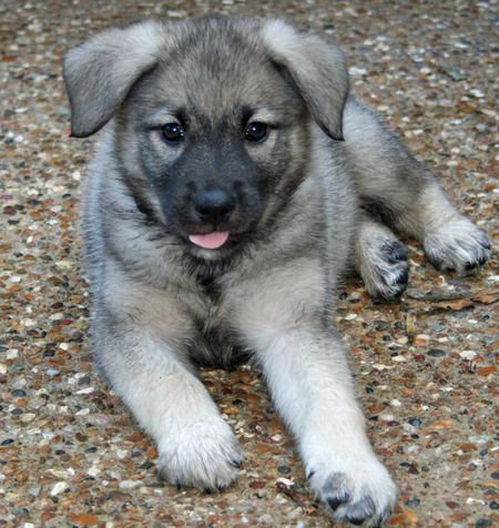 Norwegian Dog, Elkhound Puppies, Norwegian Elkhounds, Lily Munster, Norwegian Elkhound, Hybrid Dogs, Crazy Dog Lady, Happy Faces, Pet Dogs Puppies