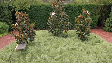 Carex comans Amazon Mist ColorGrass Carex Comans, Circle Garden, Magnolia Grandiflora, Southern Magnolia, Wikimedia Commons, Garden Inspiration, Magnolia, Mist, Chicago