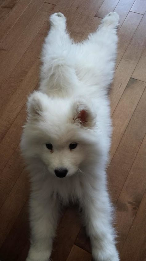 Look at this embodiment of all that is good and pure. | 16 Samoyeds That Will Calm You To Your Very Core Pet Regression, Spitz Dogs, Samoyed Puppy, Samoyed Dogs, Dream Dog, Fluffy Dogs, Airedale Terrier, White Dog, Cute Dogs And Puppies