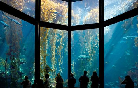 The Open Sea Exhibit best exemplifies how special the massive Monterey Bay Aquarium is. Sea turtles, stingrays, sharks, jellyfish and schools of fish have thousands of gallons of water to explore while visitors watch in awe. With 45 interactive exhibits featuring reptiles, octopi, birds, fish and invertebrates, as well as a variety of tours. Shark In The Ocean, Giant Pacific Octopus, Seattle Aquarium, Leopard Shark, Types Of Sharks, New England Aquarium, Georgia Aquarium, Kelp Forest, Monterey Bay Aquarium