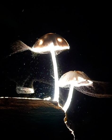 Mushroom Spores, Saved Pins, Painting Inspo, Drawing Inspo, Mushroom Art, Art Challenge, Light Painting, Visual Effects, Picture Ideas