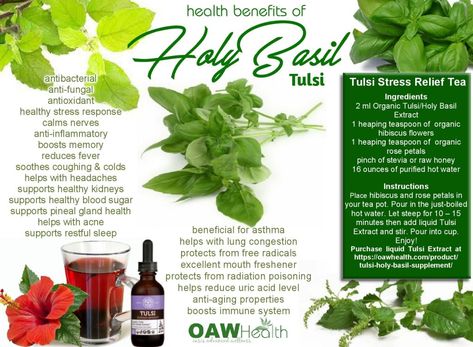 Basil Tincture Benefits, Tulsi Tea Benefits, Holy Basil Benefits, Holy Basil Tea, Basil Health Benefits, Basil Tea, Tulsi Tea, Plant Benefits, Food Medicine