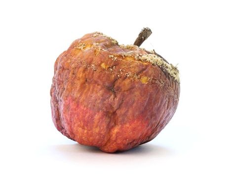 A rotten Apple? Watercolor References, Rotten Apple, Evolution Art, Rotten Fruit, Jim Dine, Growth And Decay, Tim Cook, Art Alevel, Fruits Photos