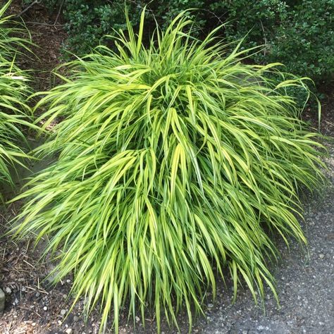 Zone 4 Perennials, Ornamental Grasses For Shade, Ornamental Grass Landscape, Perennials Low Maintenance, Hakonechloa Macra, Shade Grass, Long Blooming Perennials, Growing Grass, Perennial Grasses