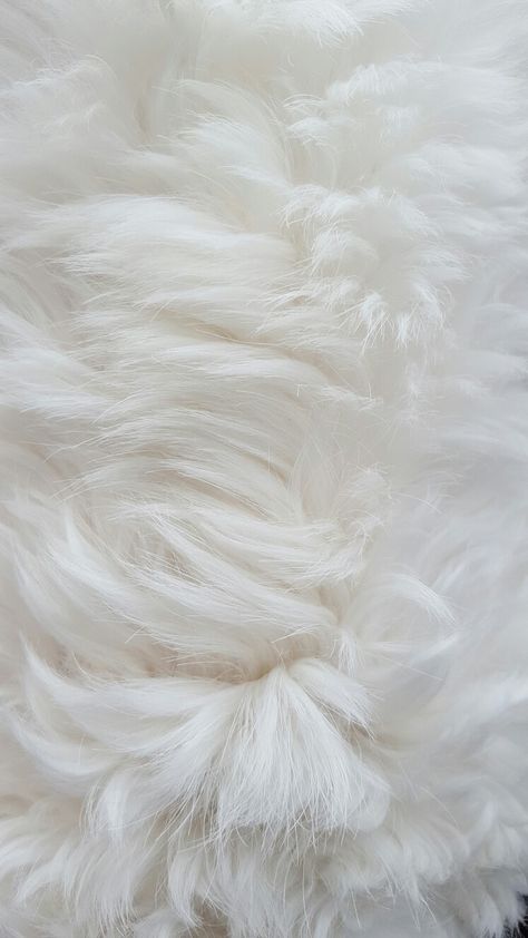 My dogs hair. #white #furr #dog #fluff #puppy White Fluffy Background, White Fluffy Aesthetic, White Fur Aesthetic, Fuzzy Wallpapers, Fluff Aesthetic, White Dog Aesthetic, White Fur Background, Fluffy White Hair, Fluffy Background