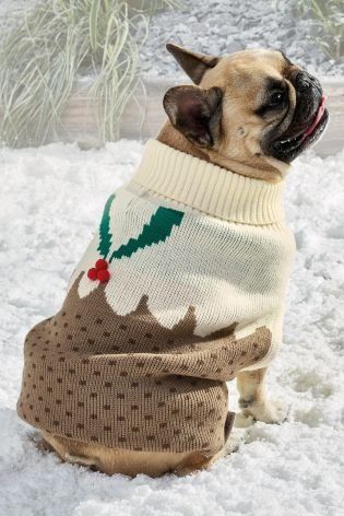 Dog Christmas Jumper, Knitted Dog, Dog Jumpers, Puppy Stuff, Christmas Pudding, Unique Animals, Christmas Animals, Knitted Jumper, Pet Gifts