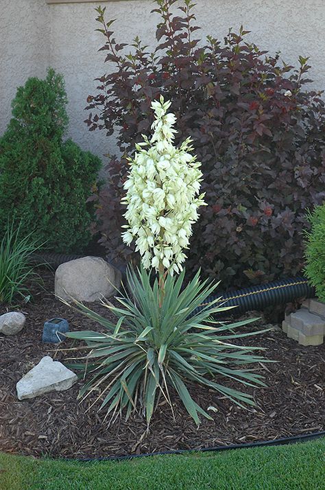 Texas Shrubs, Yucca Garden, Yucca Filamentosa, Low Water Gardening, Alpine Garden, Yucca Plant, House Farm, Front Landscaping, Outdoor Pots