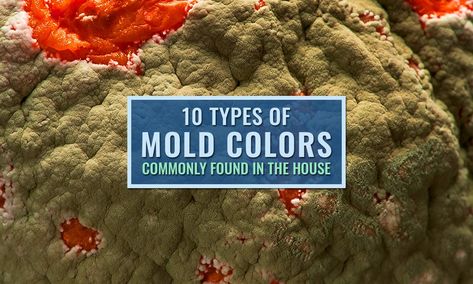 10 Types of Mold Colors Commonly Found in the House Pink Mold, Yellow Slime, Red Moles, House Mold, Toxic Mold, Slime Mould, Types Of Mold, Color Meanings, Urinary Tract