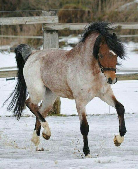 pretty roan! Bay Roan Horse, Red Roan Horse, Roan Horse, Horse Markings, Horse Boarding, Most Beautiful Horses, Most Beautiful Animals, Majestic Horse, Miniature Horse