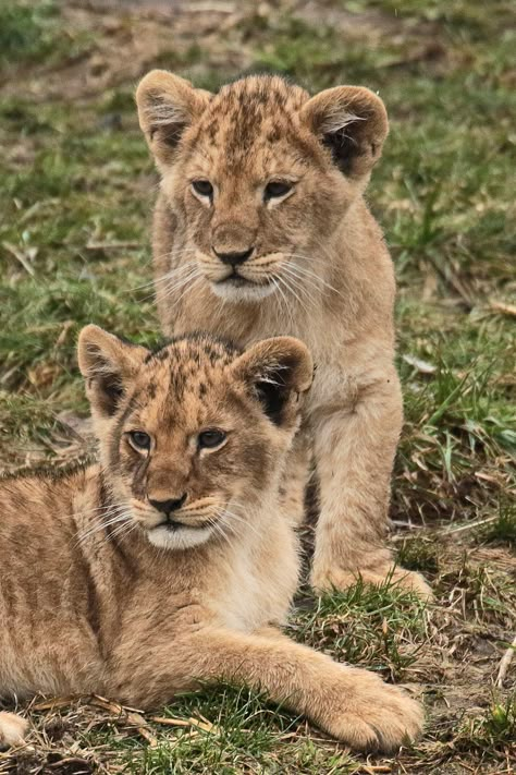 2 Lion Cubs, Two Lion Cubs, Lion Drawings, Lion Pillow, Lioness And Cubs, Tattoo Lion, Lion Toys, Lion Cubs, Wild Lion