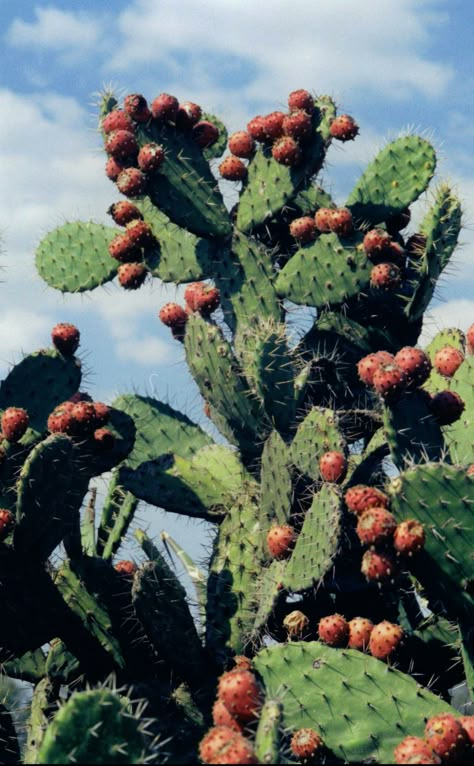 Nopal con tunas Cactus Mexico, Mexican Aesthetic, Cactus Backgrounds, Peruvian Art, Desert Vibes, Desert Plants, Cactus Garden, Mexican Culture, Ap Art