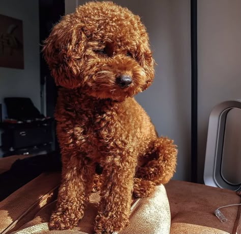 Chocolate Mini Poodle, Mini Poodle Haircut Styles Teddy Bear, Goldendoodle Red, Toy Poodle Puppy Cut, Poodle Teddy Bear Cut, Havanese Poodle, Poodle Puppy Cut, Brown Toy Poodle, Toy Poodle Haircut