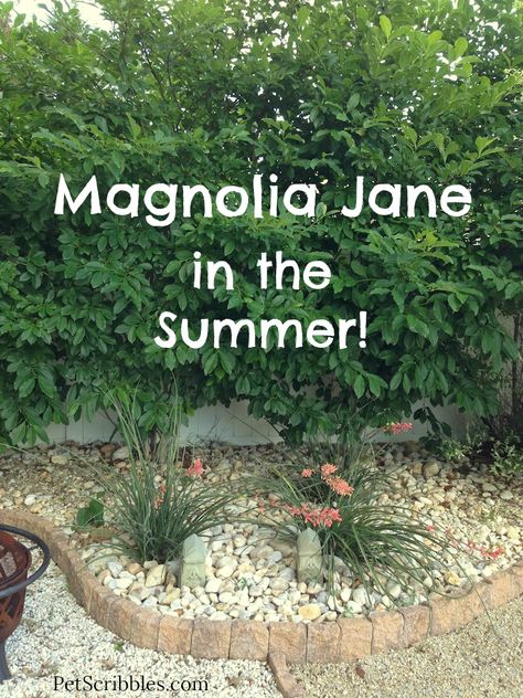 Magnolia Jane in the Summer! Once the Spring blooms are gone, what does it look like? Landscaping With Magnolia Trees, Jane Magnolia Tree Landscaping, Magnolia Jane Tree, Landscaping Magnolia Tree, Magnolia Tree Landscaping, Jane Magnolia Tree, Jane Magnolia, Magnolia Jane, Little Gem Magnolia Tree