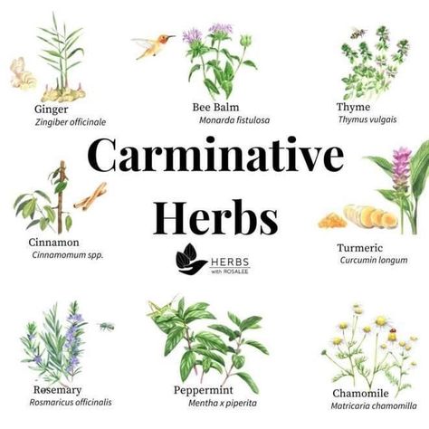 Carminative herbs assist with digestion and gut health. Herb Life, Herbal Education, Medicinal Herbs Garden, Medicinal Garden, Types Of Herbs, Holistic Approach To Health, The Alchemist, Herbal Apothecary, Garden Kit