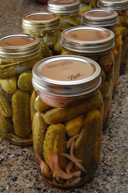 Dill Pickle Recipes, Spicy Dill Pickles, Sweet Dill Pickles, Pickle Recipes Homemade, Pickle Vodka, Dill Pickle Recipe, Yellow Squash Recipes, Pickle Recipes, How To Make Pickles