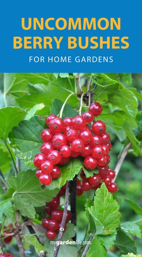 Add variety to your garden with these uncommon berry bushes! Learn how to grow and care for these lesser-known types of berry bushes that will thrive in your yard. Perfect for gardeners looking for landscaping ideas using berry bushes. Find more unique berry bush gardening tips at MyGardenLife.com. Berry Garden Layout, Winterberry Bush, Huckleberry Bush, Pruning Raspberries, Forest Berries, Berry Patch, Types Of Berries, Berry Garden, Homegrown Food