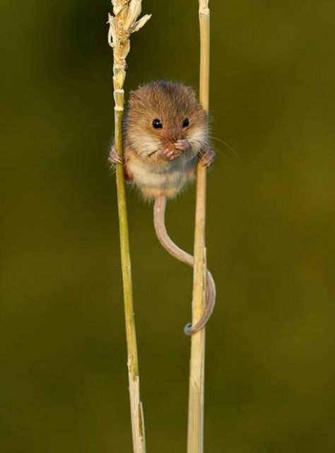 Field Mouse, Field Mice. Any of various small mice or voles, especially of the genus Microtus, inhabiting meadows and fields and often causing damage to crops. Also called meadow mouse. Harvest Mouse, Little Critter, Like Animals, Cute Creatures, Sweet Animals, Animal Photo, 귀여운 동물, Animals Friends, Beautiful Creatures