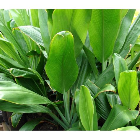 Cordyline Fruticosa, Ti Leaf, Plumeria Tree, Ti Plant, Hawaiian Plants, Lucky Plant, Leaf Plant, Patio Plants, Starter Plants