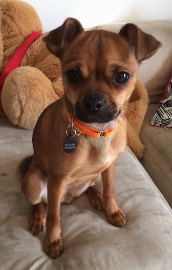 Chihuahua / Pug Mixed Breed Dogs Dog Bee Sting, Pug Mixed Breeds, Chug Puppies, Chug Dog, Dogs Sitting, Sitting On A Couch, Pug Mix, Baby Pugs, Dog Mixes