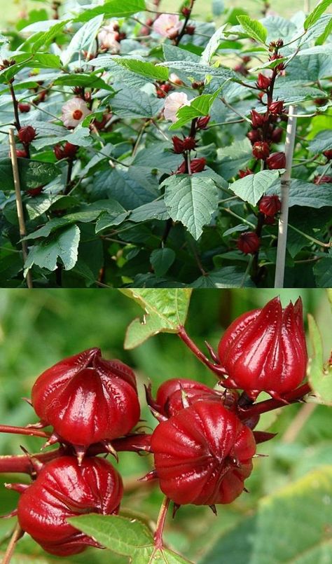 Doubles Poster, Roselle Plant, Hibiscus Recipe, Roselle Hibiscus, Growing Vegetables In Pots, Garden Companion Planting, Hibiscus Sabdariffa, Growing Fruit Trees, Goth Garden