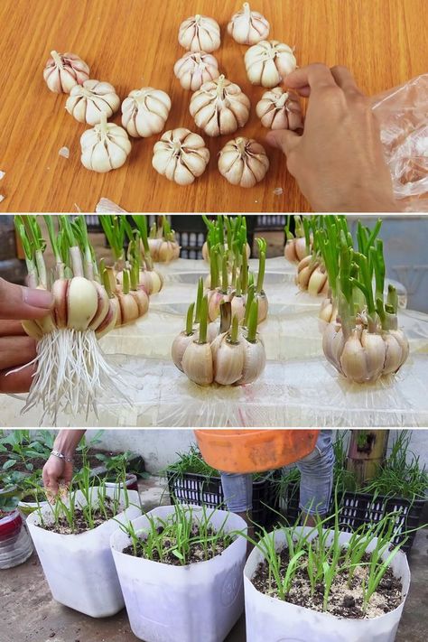 Photography Studio Decor, Regrow Vegetables, Grow Garlic, Hydroponics Diy, Small Vegetable Gardens, Growing Garlic, Garden Veggies, Veg Garden, Porch Garden