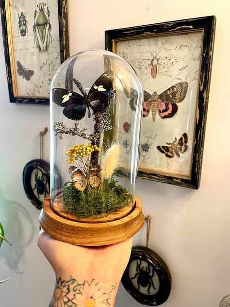 Butterfly Terrarium, Entomology Decor, Glass Cloche Decor, Butterfly Dome, Bug Taxidermy, Cloche Decor, Insect Taxidermy, Mad Hatter Party, Insect Collection