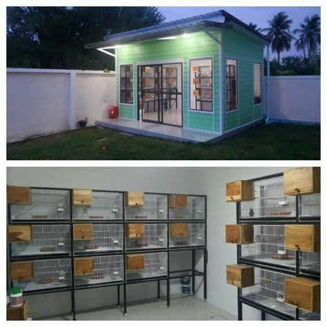 next buat ini ya sayang, buat kegiatan kita kalo dah uzur... hehehe  love you  #BreedingRoom #breedingkenari #kenari #lovebird #GangABC #akafarm #purwokerto #purwokertoid Canary Breeding Room, Racing Pigeon Lofts, Finch Cage, Pigeon Loft Design, Diy Bird Cage, Bird Breeds, Pigeon Loft, Earth Bag Homes, Pet Bird Cage