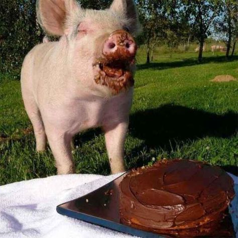 AND MAYBE THIS PIG TOO. | 31 Very Important Pigs Are Here To Melt Your Heart National Pig Day, Animal Eating, Happy Pig, Mini Pigs, Pet Blog, Happy Birthday Meme, Baby Pigs, This Little Piggy, Birthday Meme