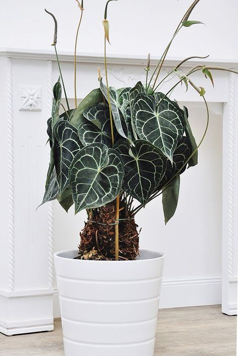 Industrial Jungle, Unusual Houseplants, Statement Plants, Anthurium Clarinervium, Anthurium Plant, Alocasia Plant, Plant Goals, Paper Plants, Inside Plants