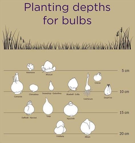 Simple Deck, Planting Plants, Plant Bulbs, Decorating Ideas On A Budget, Deck Decorating Ideas, Garden Bulbs, Deck Decorating Ideas On A Budget, Cut Flower Garden, Have Inspiration