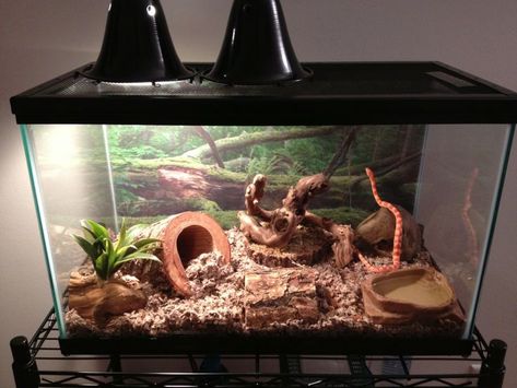 Western Hognose Snake, Bioactive Vivarium, Snake Cages, Snake Terrarium, Snake Enclosure, Milk Snake, Hognose Snake, Snake Tank, Small Snakes