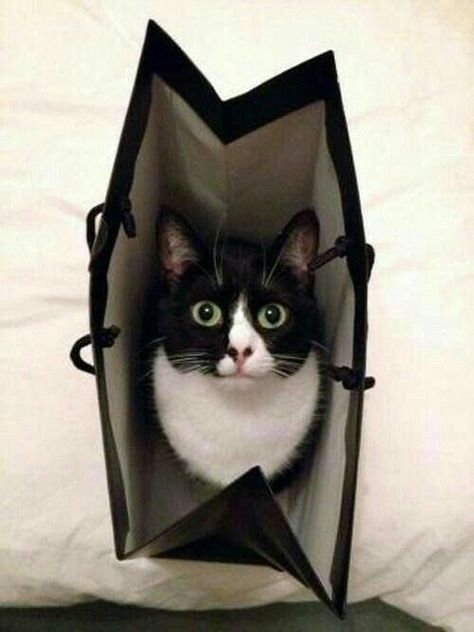 Cat in a bag  #cat #tuxedocat #cutecat Black Kittens, Tuxedo Cats, Söt Katt, Black And White Cat, Cat Photos, Gorgeous Cats, White Cats, Domestic Cat, Cute Kittens