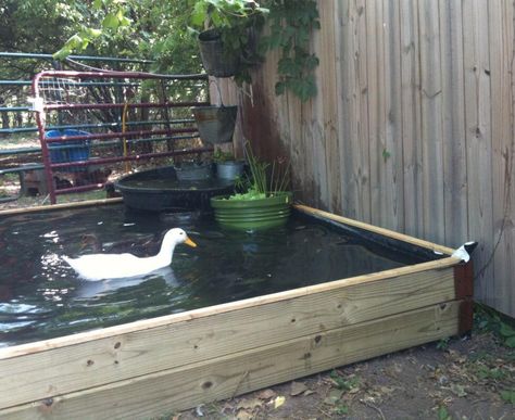 A No-Dig Backyard Duck Pond Diy Duck Pond, Duck Pond Ideas, Above Ground Pond, Backyard Ducks, Pond Cleaning, Building A Pond, Backyard Pond, Diy Pond, Fountains Backyard