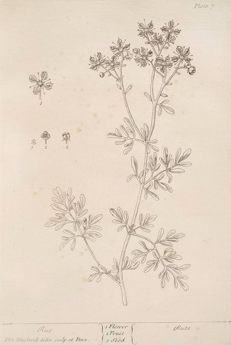 One of hundreds of thousands of free digital items from The New York Public Library. Sweet Marjoram, Elizabeth Blackwell, Digital Gallery, Plant Tattoo, Marjoram, Plant Illustration, New York Public Library, Planting Herbs, Still Image