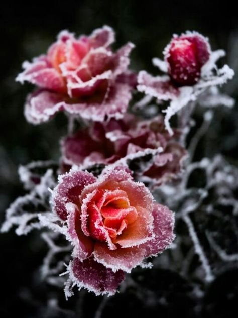 Frozen Roses Frozen Rose, Winter Rose, Colorful Roses, Winter Beauty, Love Rose, Ranunculus, Winter Garden, Ikebana, Love Flowers