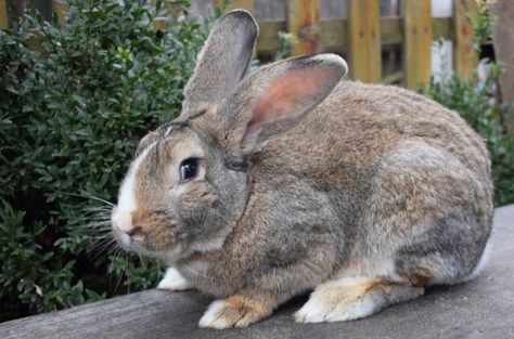 In case you’re unsure which are the most affectionate rabbit breeds out there, we’ve rounded up some of the sweetest, friendliest rabbits around to help you make your decision. Giant Rabbit Breeds, English Spot Rabbit, Giant Rabbits, Flemish Giant Rabbit, Rabbits For Sale, Female Rabbit, Pet Rodents, Giant Rabbit, Bird Breeds