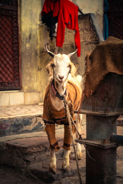 *INDIA ~ Blue City on Behance Goat Humor, Indian Goat, Indian Colours, Village People, Vintage India, India People, India Colors, A Goat, Blue City