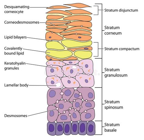 Layers Illustration, Vet Tech School, Skin Anatomy, Integumentary System, Rhetorical Analysis, Basal Cell, Skin Layers, Squamous Cell, Nursing School Survival