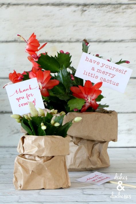 blooming christmas cactus gift idea with merry little cactus printable Gift Wrapping Plants, Plant Gifting Ideas, Christmas Cactus Gift Ideas, Christmas Succulents Gift, Christmas Cactus Gift, Cactus Gift Ideas, Christmas Cactus Propagation, Client Gifts Christmas, Cactus Centerpiece