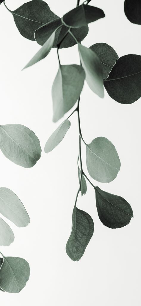 Botanical Background Wallpapers, Plant Iphone Wallpaper Aesthetic, Iphone Background Plants, Eucalyptus Background Wallpapers, Plant Background Wallpapers, Eculyptus Plant, Eucalyptus Wallpaper Iphone, Eucalyptus Aesthetic, Green Plants Wallpaper