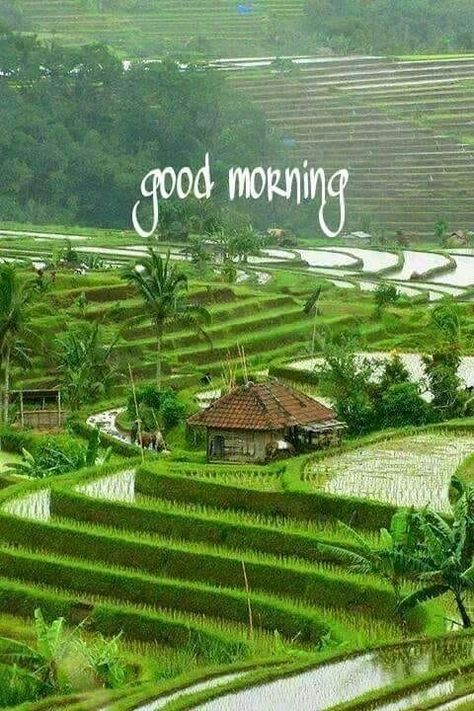 Beautiful Good Morning Picture - DesiComments.com Free Good Morning Images, Cute Good Morning Images, Greetings Images, Good Morning Nature, Good Morning Beautiful Flowers, Good Morning Beautiful Pictures, Good Morning Friends Images, Good Morning Beautiful Images, Rice Fields