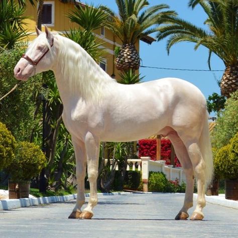 Spanish Horse Specialists on Instagram: “Almost a unicorn! 🦄 #cremello #creamgene #pre #andalusian #stunningstallion” Spanish Horse, Andalusian Horse, A Unicorn, Horses, Animals, On Instagram, Instagram