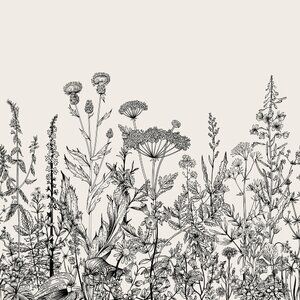 Hur Man Ritar Blommor, Botanisk Illustration, Illustration Kunst, Textile Wallpaper, Wallpaper Panel, Flowers Illustration, Illustration Blume, Illustration Botanique, Black And White Sketches