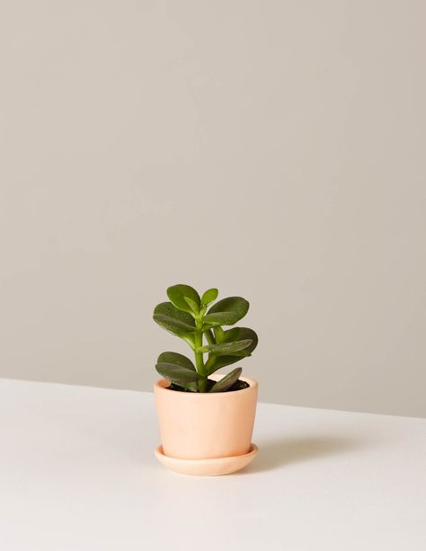 Best Desk Plants, Kaktus Dan Sukulen, Desk Plants, Jade Plant, Fake Plants Decor, Tiny Plants, Fall Garden, Houseplants Indoor, Bedroom Plants