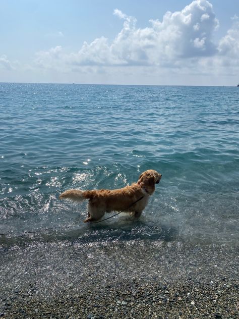 dog in water sea Golden Retriever Aesthetic Beach, Golden Retriever At The Beach, Golden Retriever Lake, Golden Retriever Water, Aesthetic Golden Retriever, Dog In Water, Golden Retriever Swimming, Ocean Blue Aesthetic, Golden Retriever Aesthetic