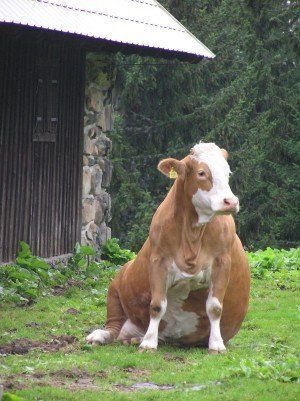 Cows On Field, Funny Cow Pictures, Cow Sitting, Funny Picture Gallery, Fat Cow, Heavily Pregnant, Chubby Baby, Fluffy Cows, Funny Cow