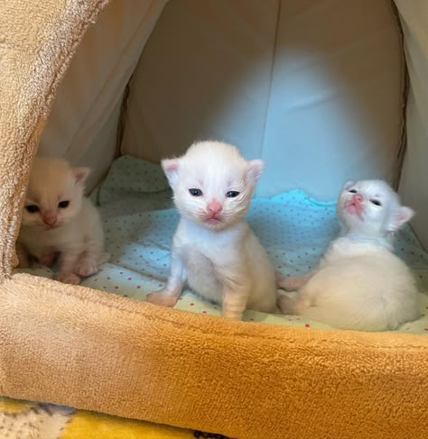 Beth Stern’s Instagram photo: “Rise and shine, baby marshmallows!💙” Neonatal Kitten, Silly Cars, Silly Kitties, Ugly Cat, Silly Cats Pictures, Kitten Love, Baby Cat, White Kittens, Baby Kittens