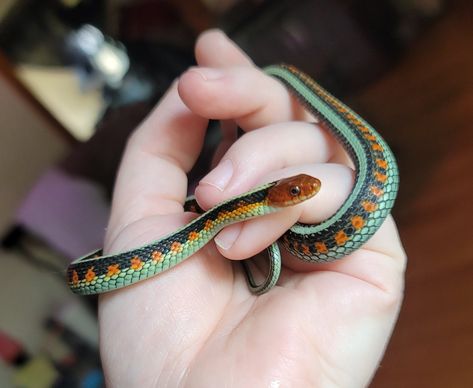 Neon California Red Sided Garter Snakes by House of Tham - MorphMarket Snake Morphs, Garter Snake, Pretty Snakes, Companion Animals, Ball Pythons, Ball Python, June 2024, Animal Companions, Snakes