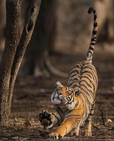 Tiger From Above, Tiger Climbing Down, Tiger Looking Up, Tiger Laying Down, Tiger Pose Reference, Liger Animal, Tiger Reference Photo, Tiger Poses, Tiger In Forest