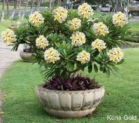 Flowering Plants In India, Florida Plants Landscaping, Tropical Gardening, Plumeria Tree, Hawaiian Plumeria, Fragrant Garden, Plumeria Flowers, Flower Bulbs, Flower Pots Outdoor